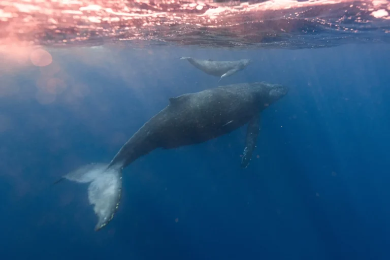 Whale with baby