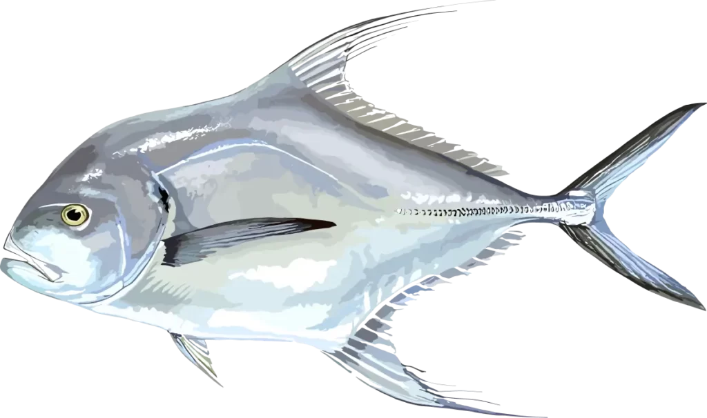 African Pompano