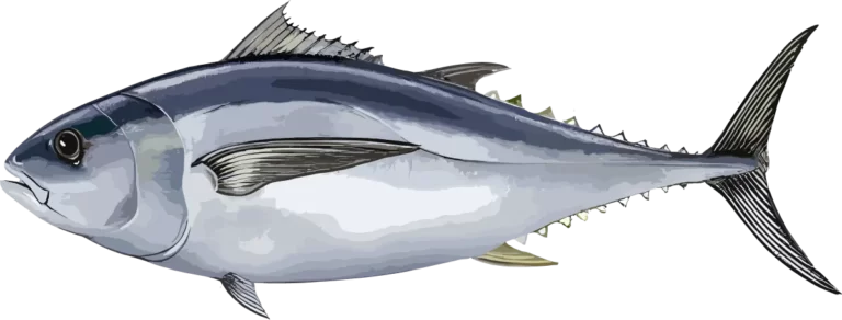 BIG EYE TUNA