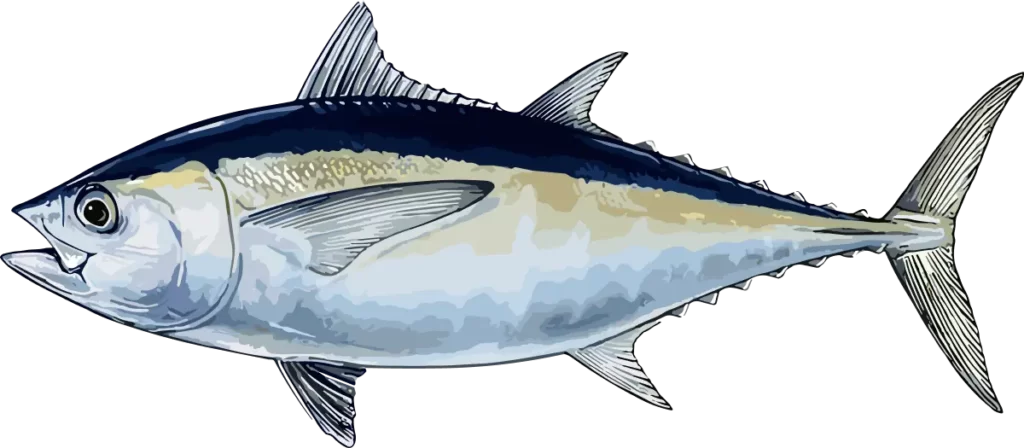 Black Fin Tuna