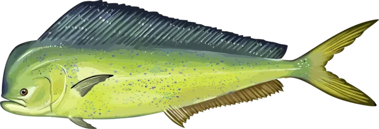 DORADO male