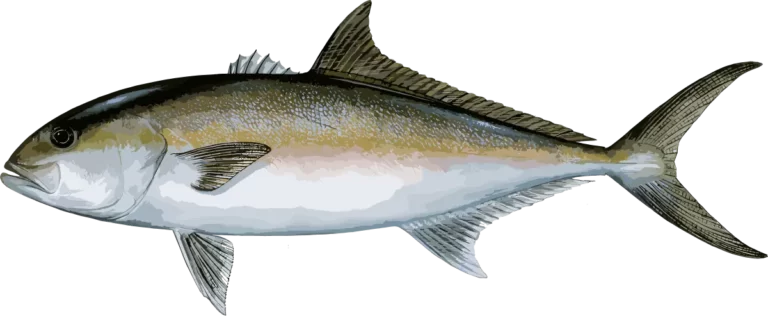 GREATER AMBERJACK