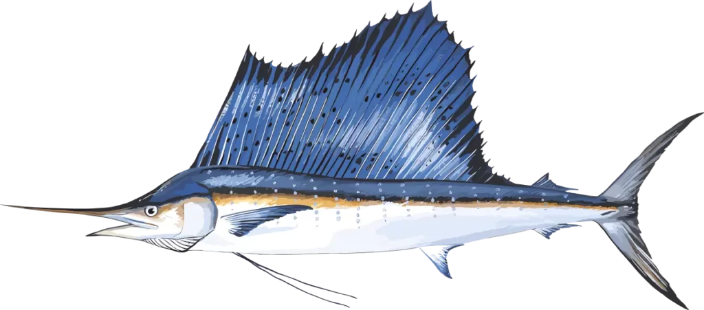 SAILFISH