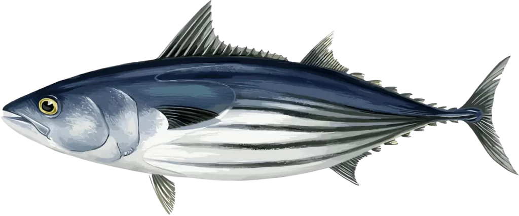 Skipjack Tuna