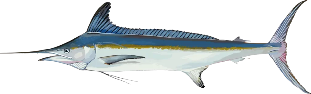 WHITE MARLIN