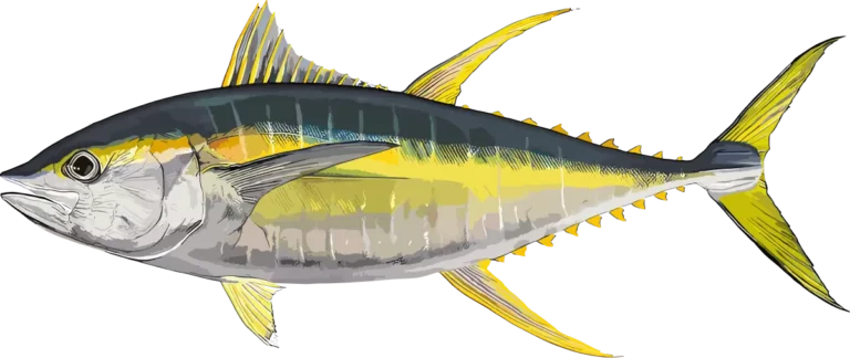 YELLOW FIN TUNA