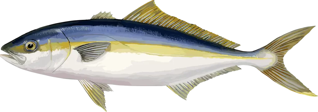 YELLOWTAIL AMBERJACK