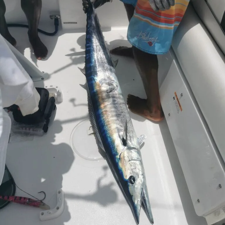 Catch Wahoo