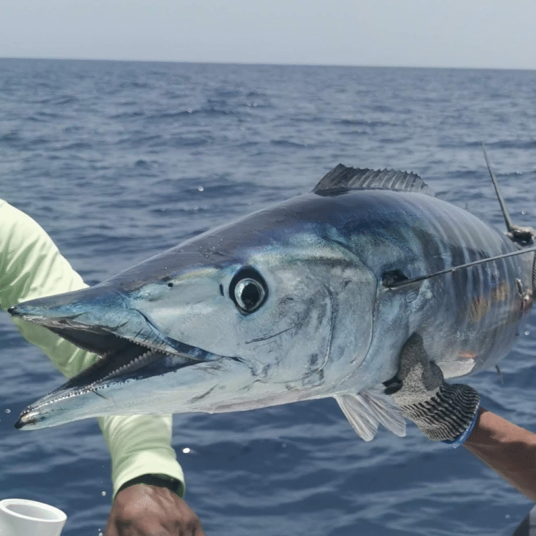 Wahoo